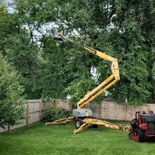 How Our Tree Care Process Works  in  Cleveland, OH