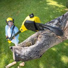 Best Stump Grinding and Removal  in Cleveland, OH