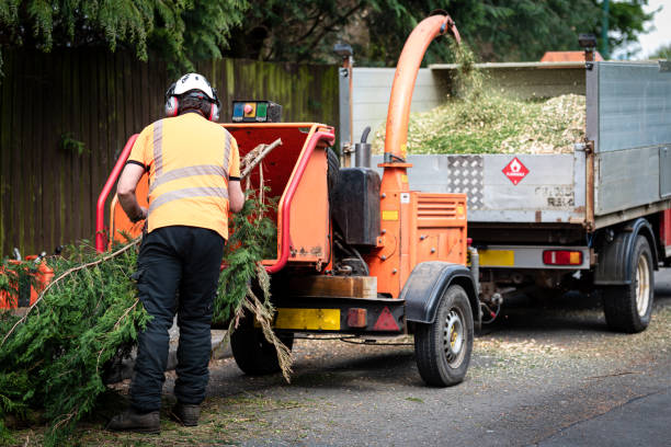 Best Tree Disease Treatment  in Cleveland, OH