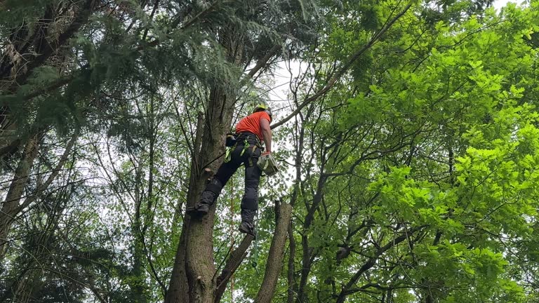 Best Hazardous Tree Removal  in Cleveland, OH