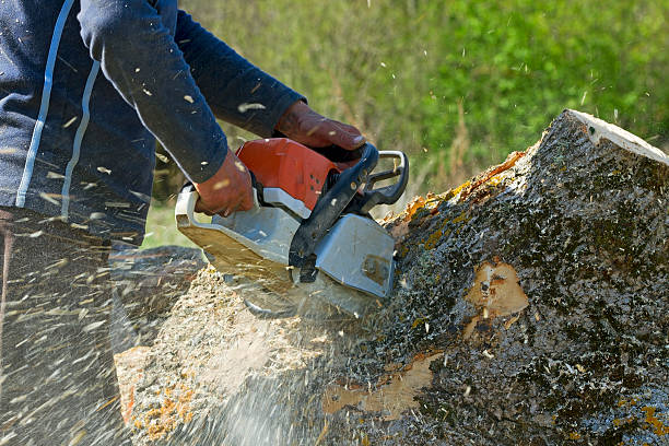  Cleveland, OH Tree Care Services Pros