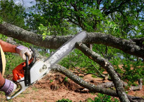 Best Storm Damage Tree Cleanup  in Cleveland, OH